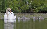 Mute Swan - Cygnus olor