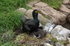 Shag and chicks