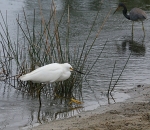 Natural World Birds portfolio