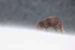 Female Arctic Fox head down blowing snow, Hornstrandir, Iceland