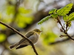Wood Warbler