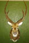 T.J. HORNY