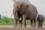 Elephant Baby 21