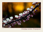 Cimicifuga racemosa 'Atropurpurea' 1