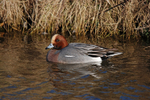 Wigeon