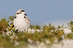 Snowy Plover, Fort De Soto Park, Florida