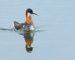 Red-necked Phalarope (female) reflection, Iceland