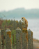 Barn Owl