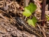 Adder