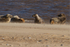 Group of Young Grey Seals