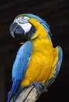 Green macaw, Pura Vida, Costa Rica