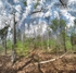 Lucid - Walden Woods ( Spring - Walden Pond State Reservation)