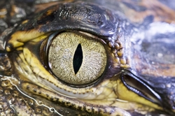 Alligator Eye