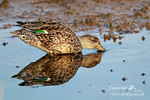 Shoveler f 300412  1