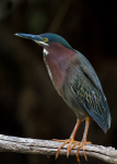 Green Heron
