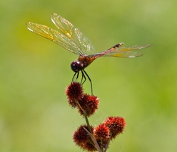 Dragonflies _0040