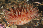 Urticina eques