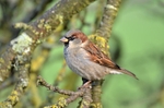 House Sparrow