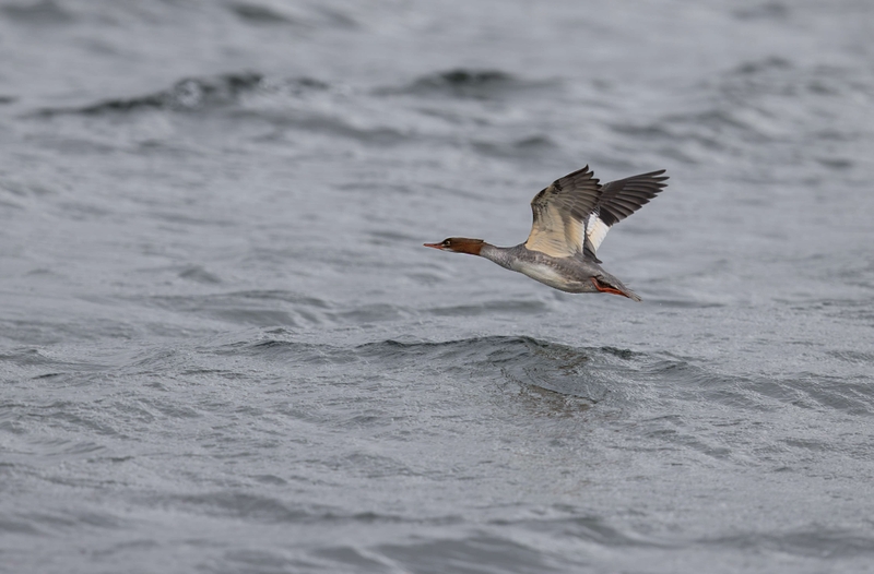 Red-Breasted Merganser - Ardnamurchan Peninsula - Scotland
