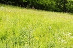 Vercors Meadow