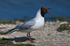 Black-headed Gull (breeding adult) calling at Brownsea Island