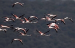 Flamingoes