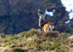 The Stag. Wicklow