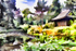 Japanese Garden 2