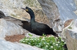 Shag