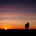 Winters Sunset