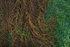 Rockweed 1
