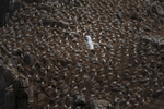 Colony of Gannets at Saltee Island, County Wexford, Ireland.