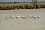 Spoonbill