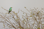 European Roller portfolio
