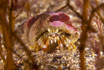 Pagurus bernardus