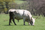 Wild Cattle