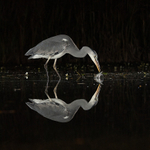 Wildlife at Night portfolio