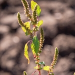 Green amaranth  (Amaranthus hybridus)