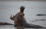 The Luangwa river