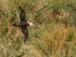 Giant Petrel flies low over tussock grass, Carcass Island, Falklands