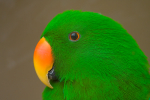 Green  Parrot