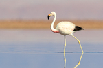 Andean Flamingo portfolio