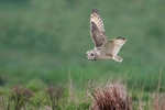 Short Eared Owl,Ashbourne