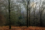 Ten Acre Woods No 2