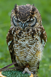 african spotted eagle owl Bubo africanus-6903