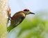 Black-cheeked Woodpecker (male), Arenal, Costa Rica