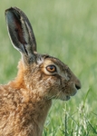 Brown Hare