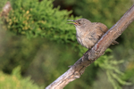 Cobb's Wren at Carcass Settlement, Falklands