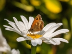 Gatekeeper