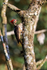 Lineated Woodpecker (male), open bill, Costa Rica